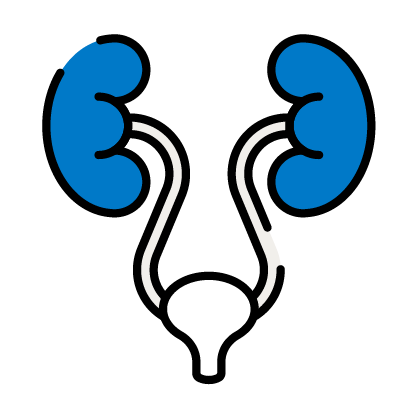 Urology icon